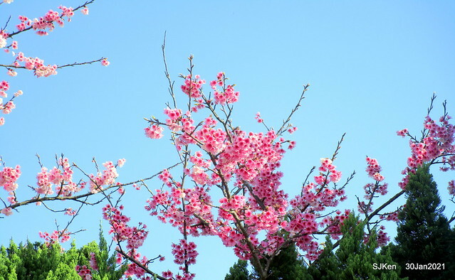 Cherryblossoms at Yang-Ming Mountain, Taipei,Taiwan, SJKen,Jan 30,2021.