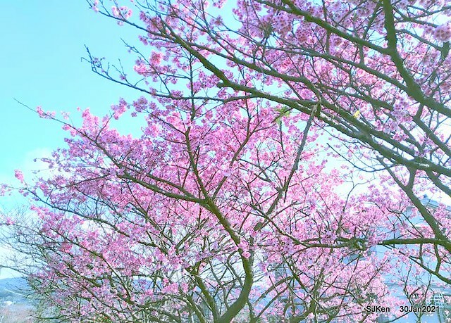 Cherryblossoms at Yang-Ming Mountain, Taipei,Taiwan, SJKen,Jan 30,2021.