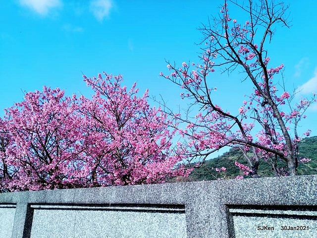 Cherryblossoms at Yang-Ming Mountain, Taipei,Taiwan, SJKen,Jan 30,2021.