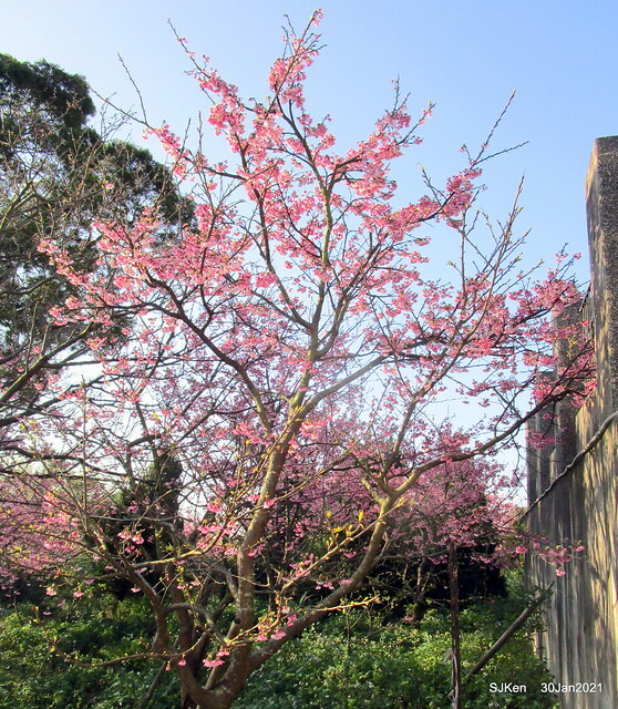 Cherryblossoms at Yang-Ming Mountain, Taipei,Taiwan, SJKen,Jan 30,2021.