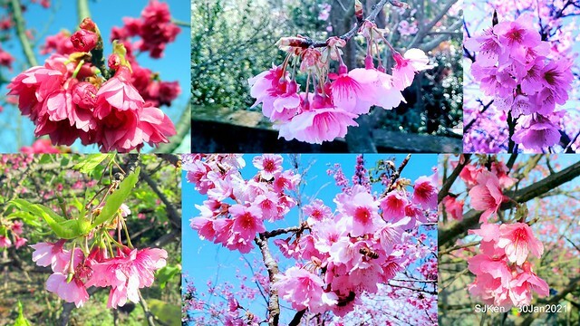 Cherryblossoms at Yang-Ming Mountain, Taipei,Taiwan, SJKen,Jan 30,2021.