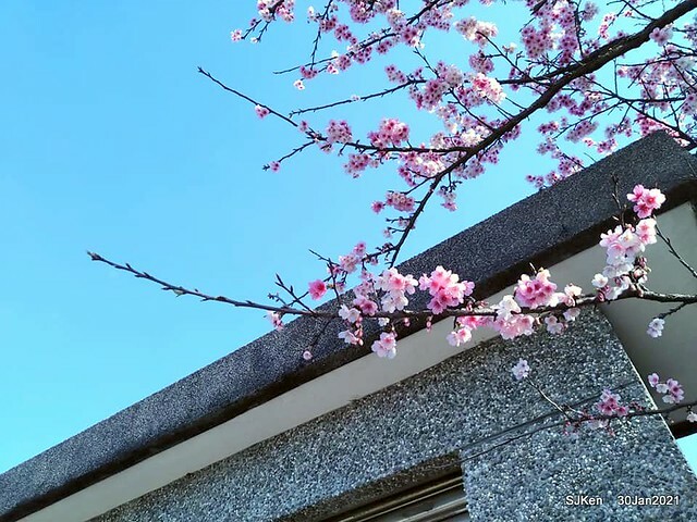 Cherryblossoms at Yang-Ming Mountain, Taipei,Taiwan, SJKen,Jan 30,2021.