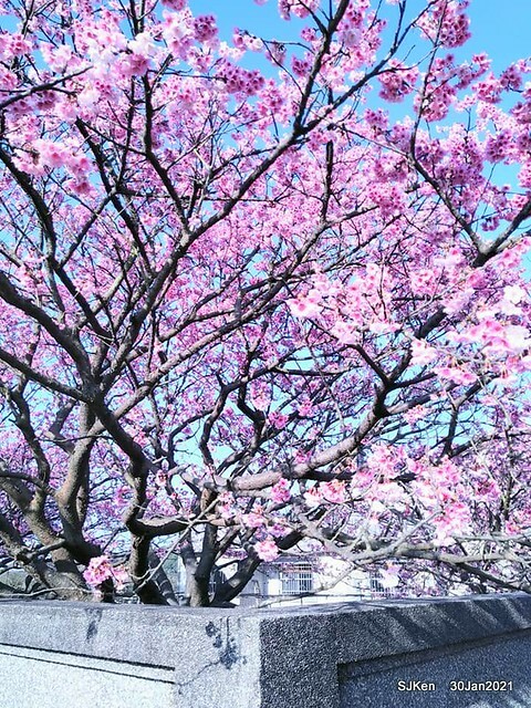 Cherryblossoms at Yang-Ming Mountain, Taipei,Taiwan, SJKen,Jan 30,2021.