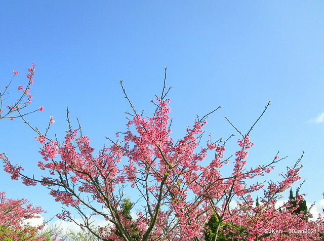 Cherryblossoms at Yang-Ming Mountain, Taipei,Taiwan, SJKen,Jan 30,2021.