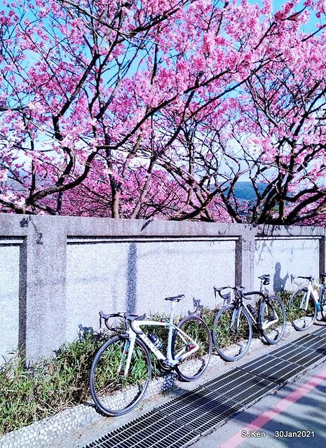 Cherryblossoms at Yang-Ming Mountain, Taipei,Taiwan, SJKen,Jan 30,2021.