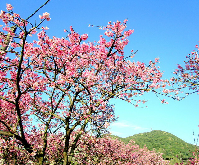 Cherryblossoms at Yang-Ming Mountain, Taipei,Taiwan, SJKen,Jan 30,2021.