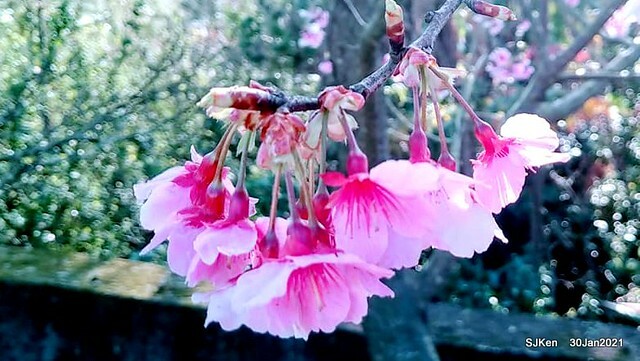 Cherryblossoms at Yang-Ming Mountain, Taipei,Taiwan, SJKen,Jan 30,2021.