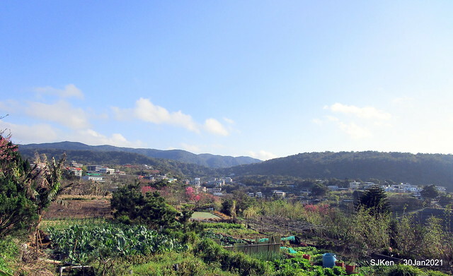 Cherryblossoms at Yang-Ming Mountain, Taipei,Taiwan, SJKen,Jan 30,2021.