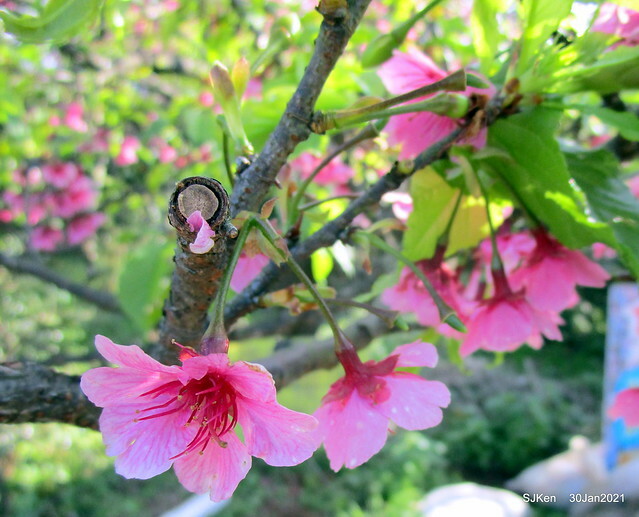 Cherryblossoms at Yang-Ming Mountain, Taipei,Taiwan, SJKen,Jan 30,2021.