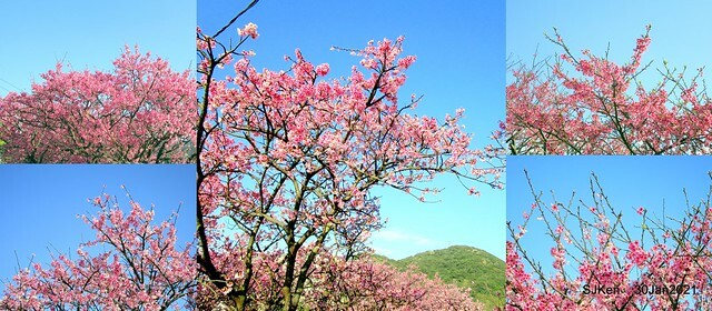 Cherryblossoms at Yang-Ming Mountain, Taipei,Taiwan, SJKen,Jan 30,2021.