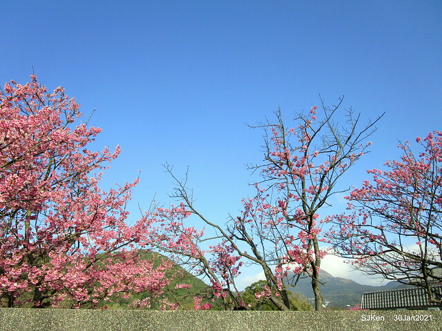 Cherryblossoms at Yang-Ming Mountain, Taipei,Taiwan, SJKen,Jan 30,2021.