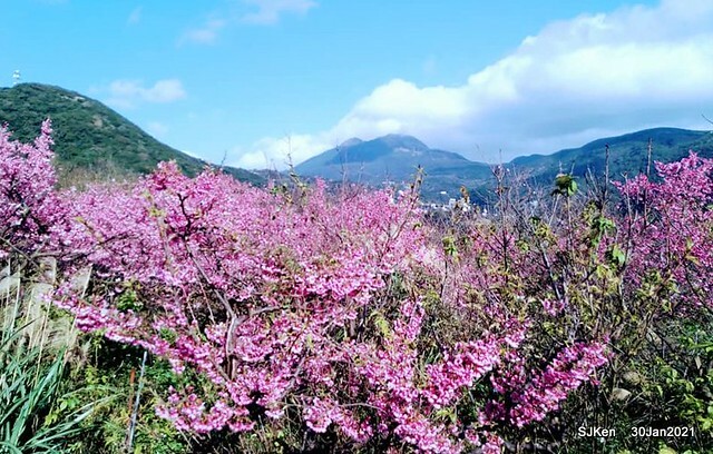 Cherryblossoms at Yang-Ming Mountain, Taipei,Taiwan, SJKen,Jan 30,2021.