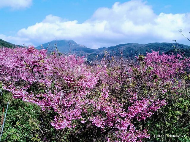 Cherryblossoms at Yang-Ming Mountain, Taipei,Taiwan, SJKen,Jan 30,2021.