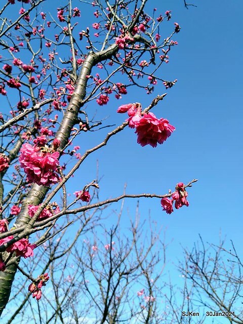 Cherryblossoms at Yang-Ming Mountain, Taipei,Taiwan, SJKen,Jan 30,2021.