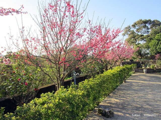 Cherryblossoms at Yang-Ming Mountain, Taipei,Taiwan, SJKen,Jan 30,2021.