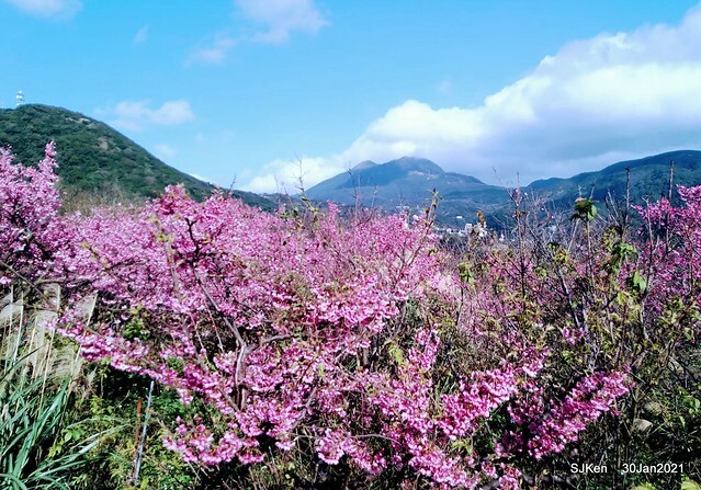 Cherryblossoms at Yang-Ming Mountain, Taipei,Taiwan, SJKen,Jan 30,2021.