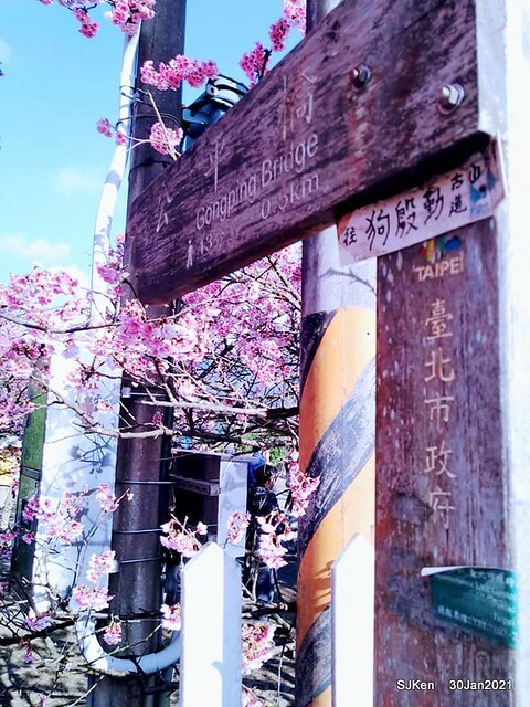 Cherryblossoms at Yang-Ming Mountain, Taipei,Taiwan, SJKen,Jan 30,2021.