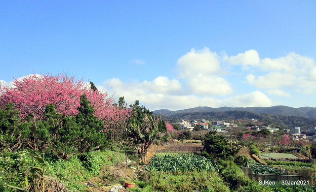 Cherryblossoms at Yang-Ming Mountain, Taipei,Taiwan, SJKen,Jan 30,2021.
