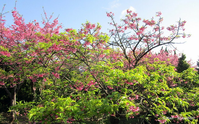 Cherryblossoms at Yang-Ming Mountain, Taipei,Taiwan, SJKen,Jan 30,2021.