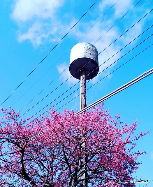 Cherryblossoms at Yang-Ming Mountain, Taipei,Taiwan, SJKen,Jan 30,2021.