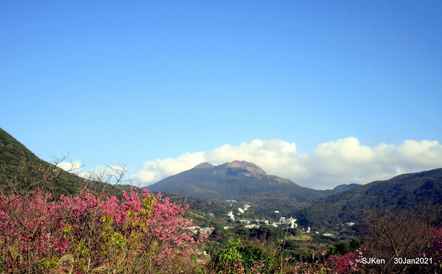 Cherryblossoms at Yang-Ming Mountain, Taipei,Taiwan, SJKen,Jan 30,2021.