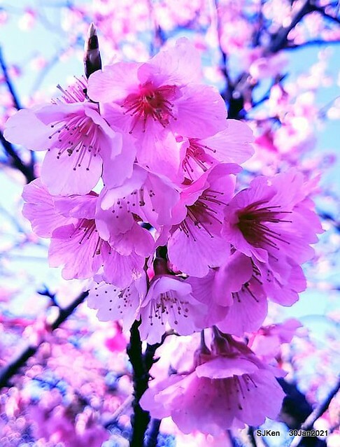 Cherryblossoms at Yang-Ming Mountain, Taipei,Taiwan, SJKen,Jan 30,2021.