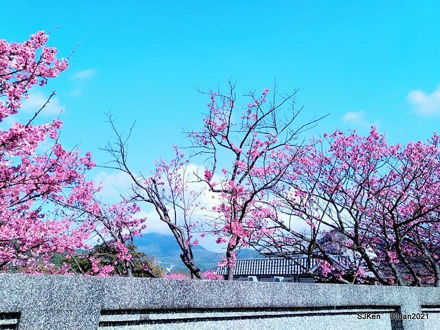 Cherryblossoms at Yang-Ming Mountain, Taipei,Taiwan, SJKen,Jan 30,2021.