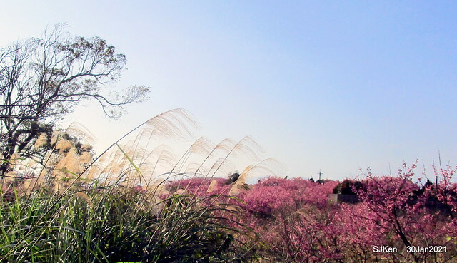 Cherryblossoms at Yang-Ming Mountain, Taipei,Taiwan, SJKen,Jan 30,2021.