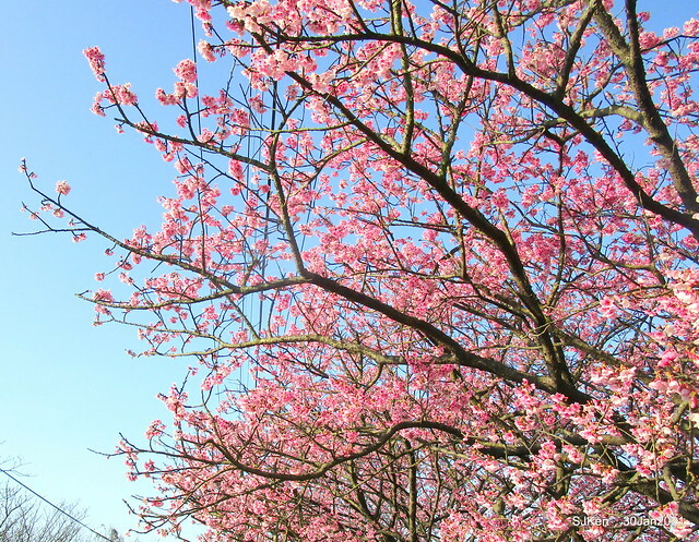 Cherryblossoms at Yang-Ming Mountain, Taipei,Taiwan, SJKen,Jan 30,2021.