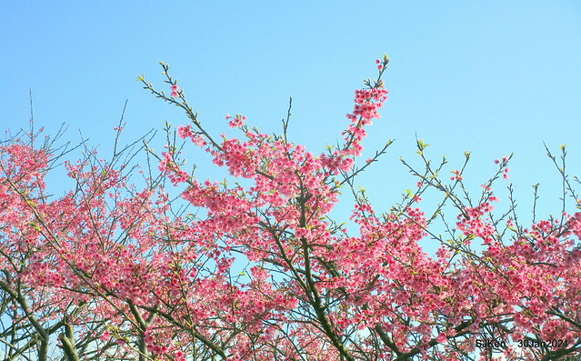 Cherryblossoms at Yang-Ming Mountain, Taipei,Taiwan, SJKen,Jan 30,2021.
