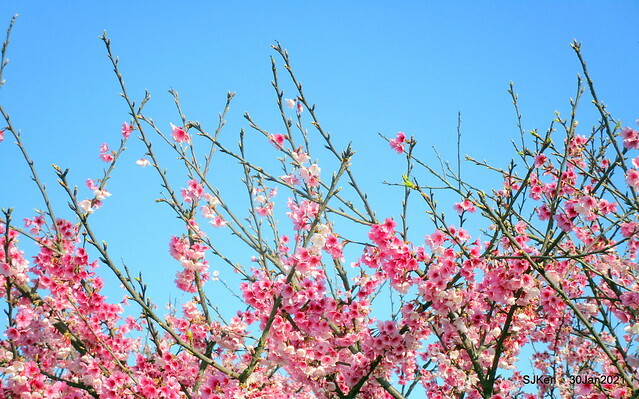 Cherryblossoms at Yang-Ming Mountain, Taipei,Taiwan, SJKen,Jan 30,2021.
