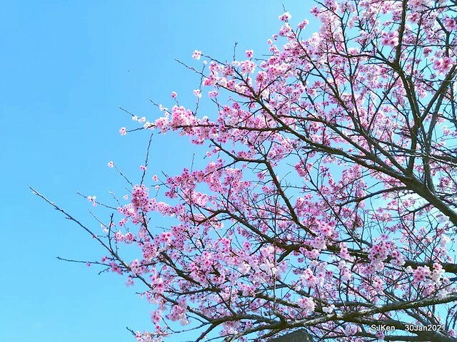 Cherryblossoms at Yang-Ming Mountain, Taipei,Taiwan, SJKen,Jan 30,2021.