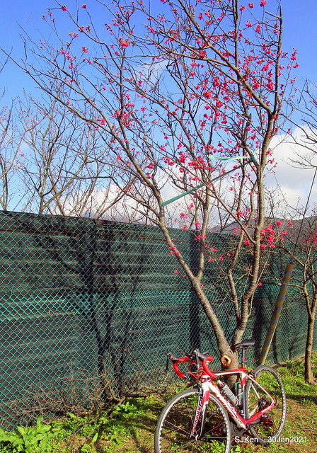 Cherryblossoms at Yang-Ming Mountain, Taipei,Taiwan, SJKen,Jan 30,2021.