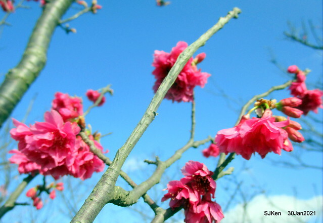 Cherryblossoms at Yang-Ming Mountain, Taipei,Taiwan, SJKen,Jan 30,2021.