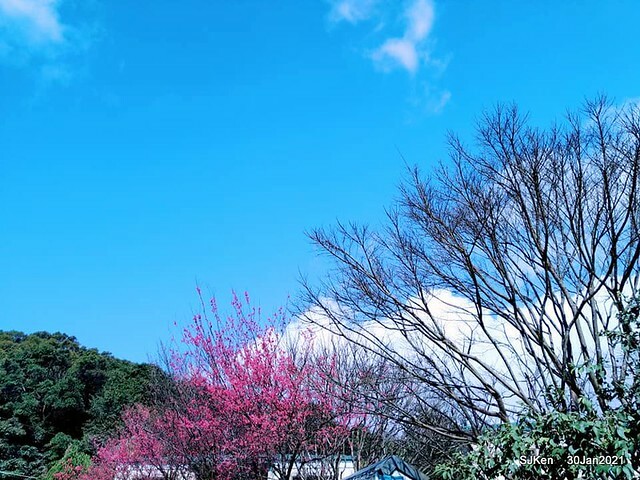 Cherryblossoms at Yang-Ming Mountain, Taipei,Taiwan, SJKen,Jan 30,2021.