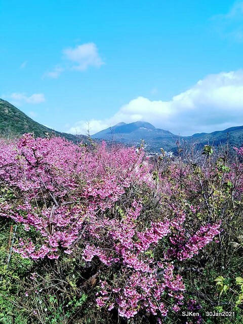 Cherryblossoms at Yang-Ming Mountain, Taipei,Taiwan, SJKen,Jan 30,2021.