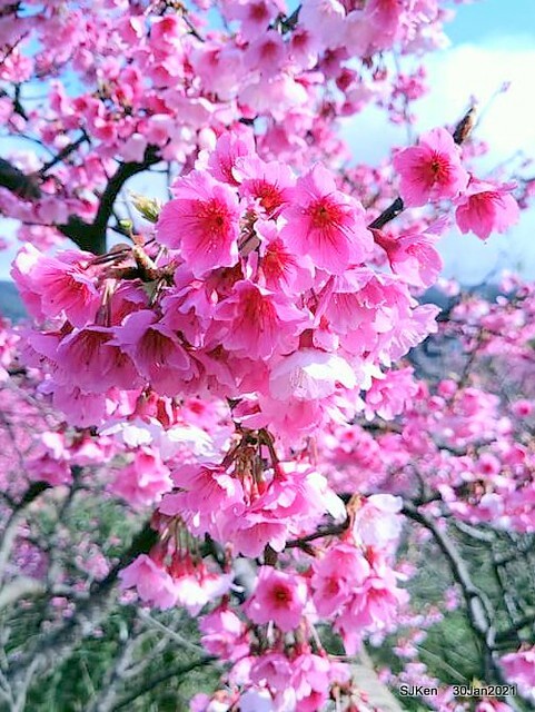 Cherryblossoms at Yang-Ming Mountain, Taipei,Taiwan, SJKen,Jan 30,2021.