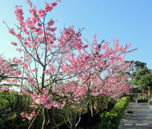 Cherryblossoms at Yang-Ming Mountain, Taipei,Taiwan, SJKen,Jan 30,2021.