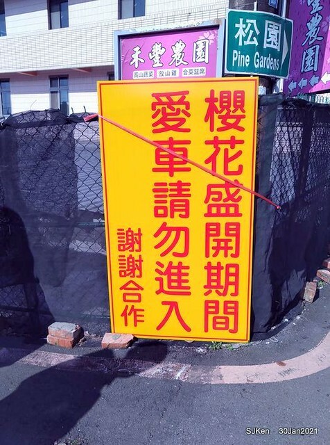 Cherryblossoms at Yang-Ming Mountain, Taipei,Taiwan, SJKen,Jan 30,2021.