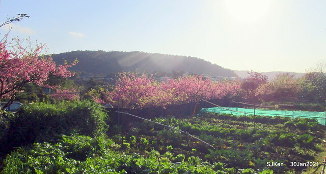Cherryblossoms at Yang-Ming Mountain, Taipei,Taiwan, SJKen,Jan 30,2021.