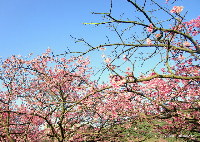 Cherryblossoms at Yang-Ming Mountain, Taipei,Taiwan, SJKen,Jan 30,2021.