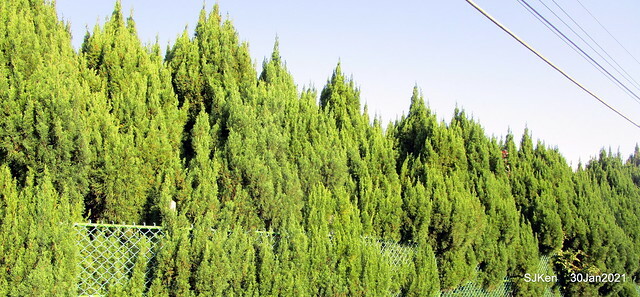 Cherryblossoms at Yang-Ming Mountain, Taipei,Taiwan, SJKen,Jan 30,2021.