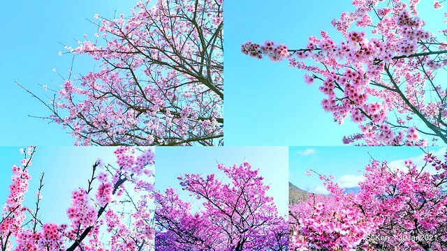 Cherryblossoms at Yang-Ming Mountain, Taipei,Taiwan, SJKen,Jan 30,2021.