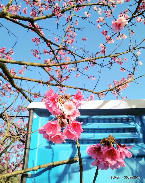 Cherryblossoms at Yang-Ming Mountain, Taipei,Taiwan, SJKen,Jan 30,2021.