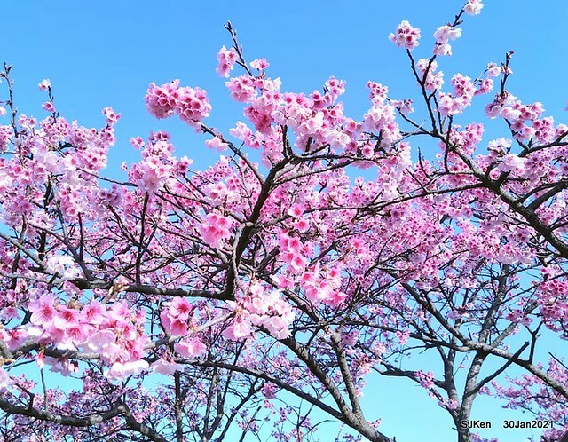 Cherryblossoms at Yang-Ming Mountain, Taipei,Taiwan, SJKen,Jan 30,2021.