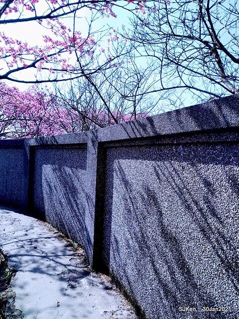 Cherryblossoms at Yang-Ming Mountain, Taipei,Taiwan, SJKen,Jan 30,2021.