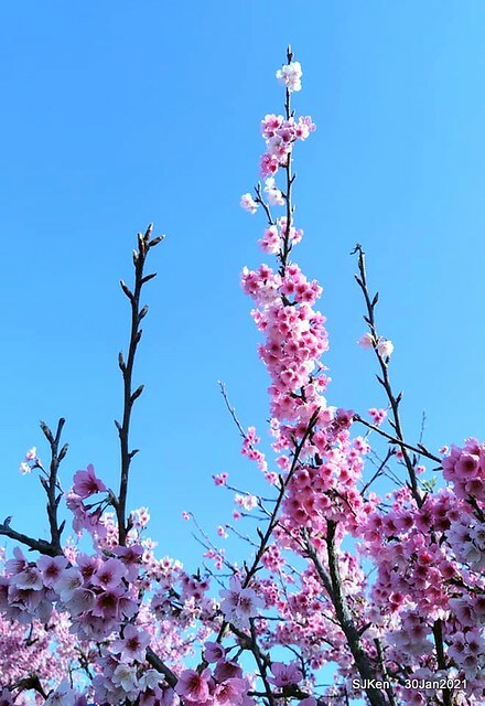 Cherryblossoms at Yang-Ming Mountain, Taipei,Taiwan, SJKen,Jan 30,2021.