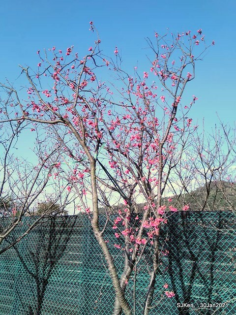 Cherryblossoms at Yang-Ming Mountain, Taipei,Taiwan, SJKen,Jan 30,2021.