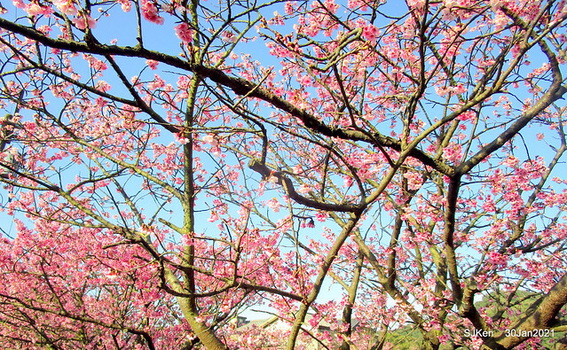 Cherryblossoms at Yang-Ming Mountain, Taipei,Taiwan, SJKen,Jan 30,2021.