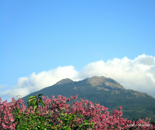 Cherryblossoms at Yang-Ming Mountain, Taipei,Taiwan, SJKen,Jan 30,2021.